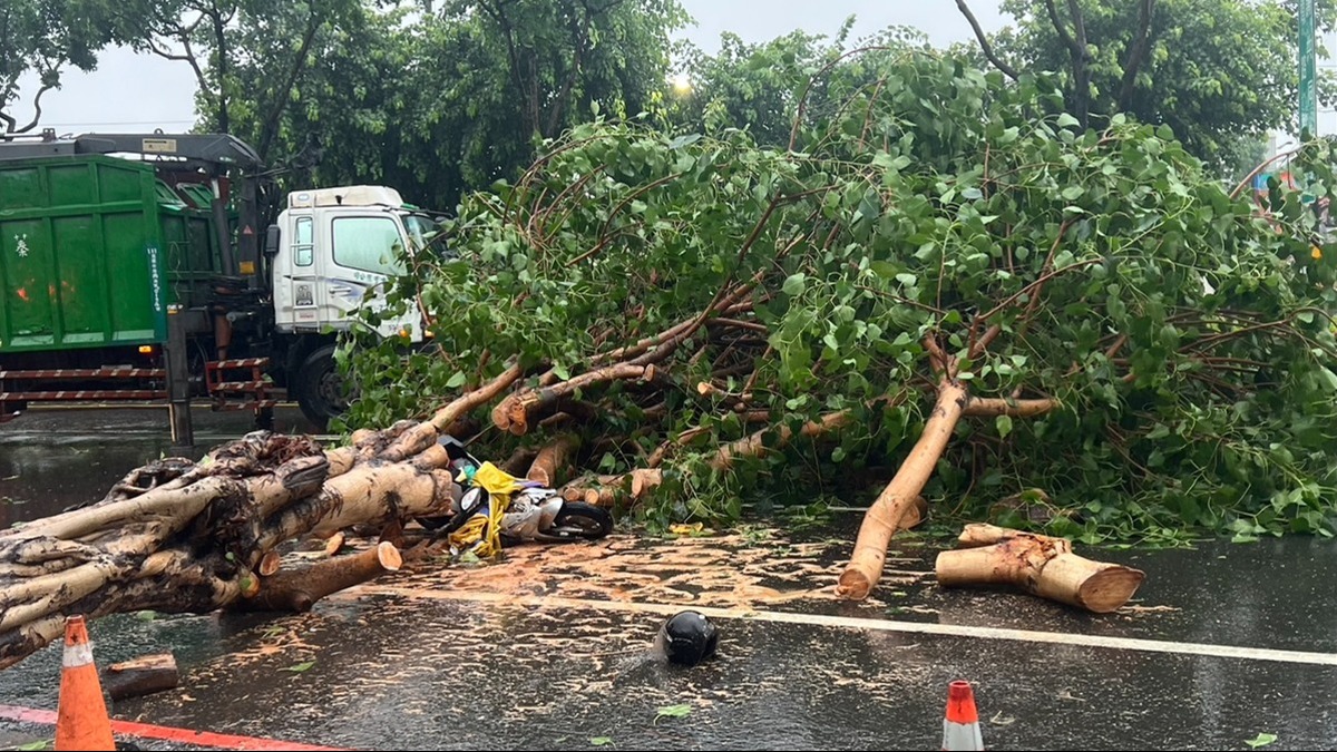 高雄盧姓婦人遭倒塌路樹重壓不治。（圖／翻攝畫面）