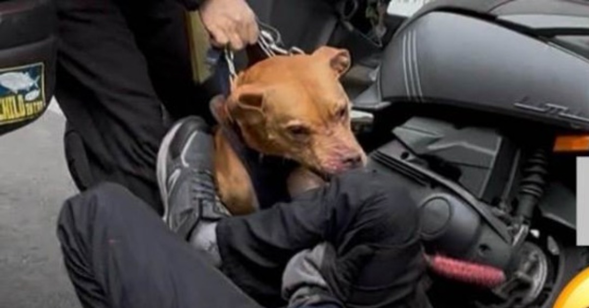 比特犬2度襲人！動保處將沒入犬隻最快處分時間點曝｜東森新聞