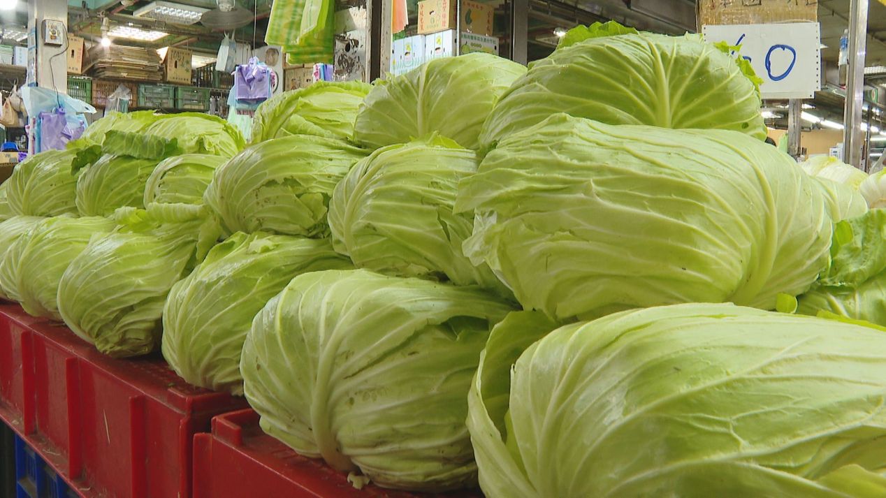 颱風重創產地「高麗菜價狂飆」1顆破600元農業部估中秋前回穩