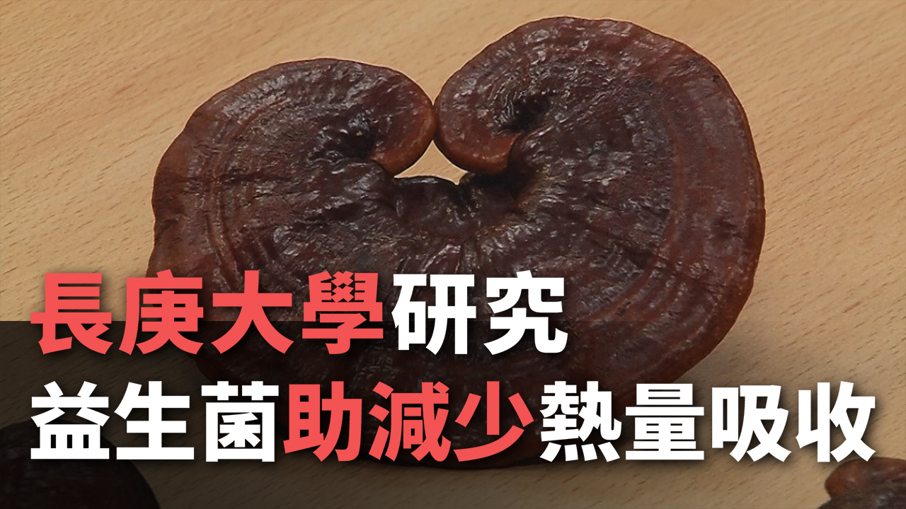 Inovasi Jamur Lingzhi bagi Program Diet