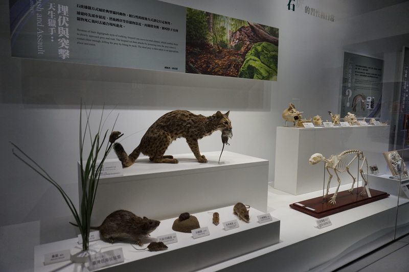 Realm of The Leopard Cat