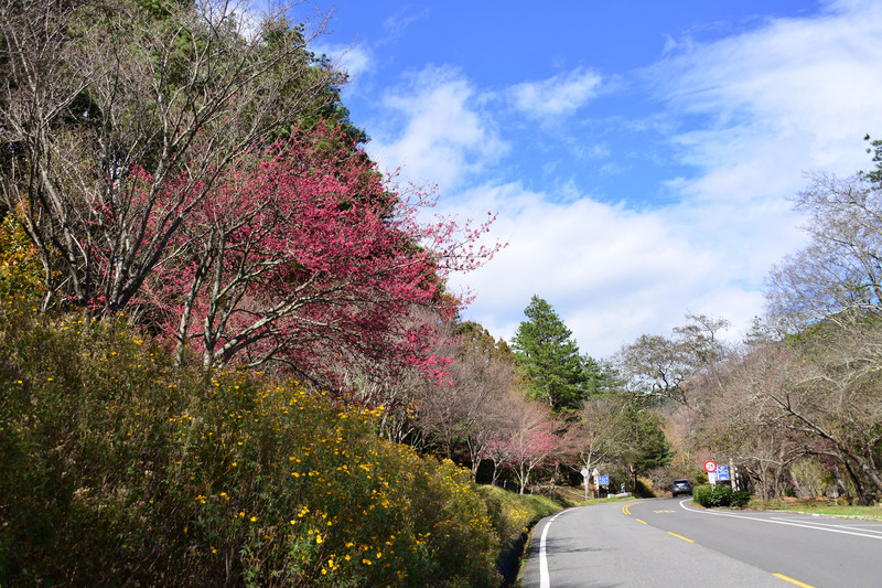 Sakura