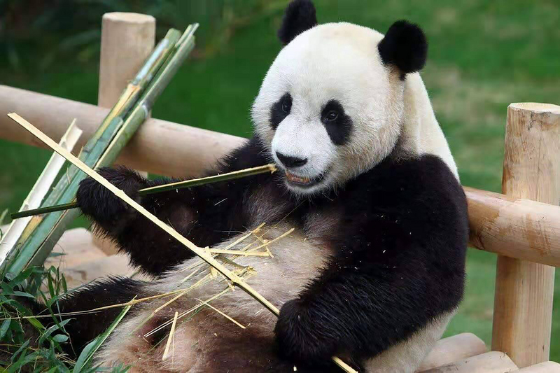Panda