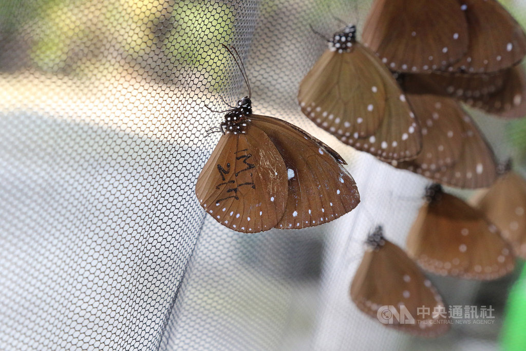 Panorama Kupu-Kupu “Euploea tulliolus” Melintas di Jalur Antar