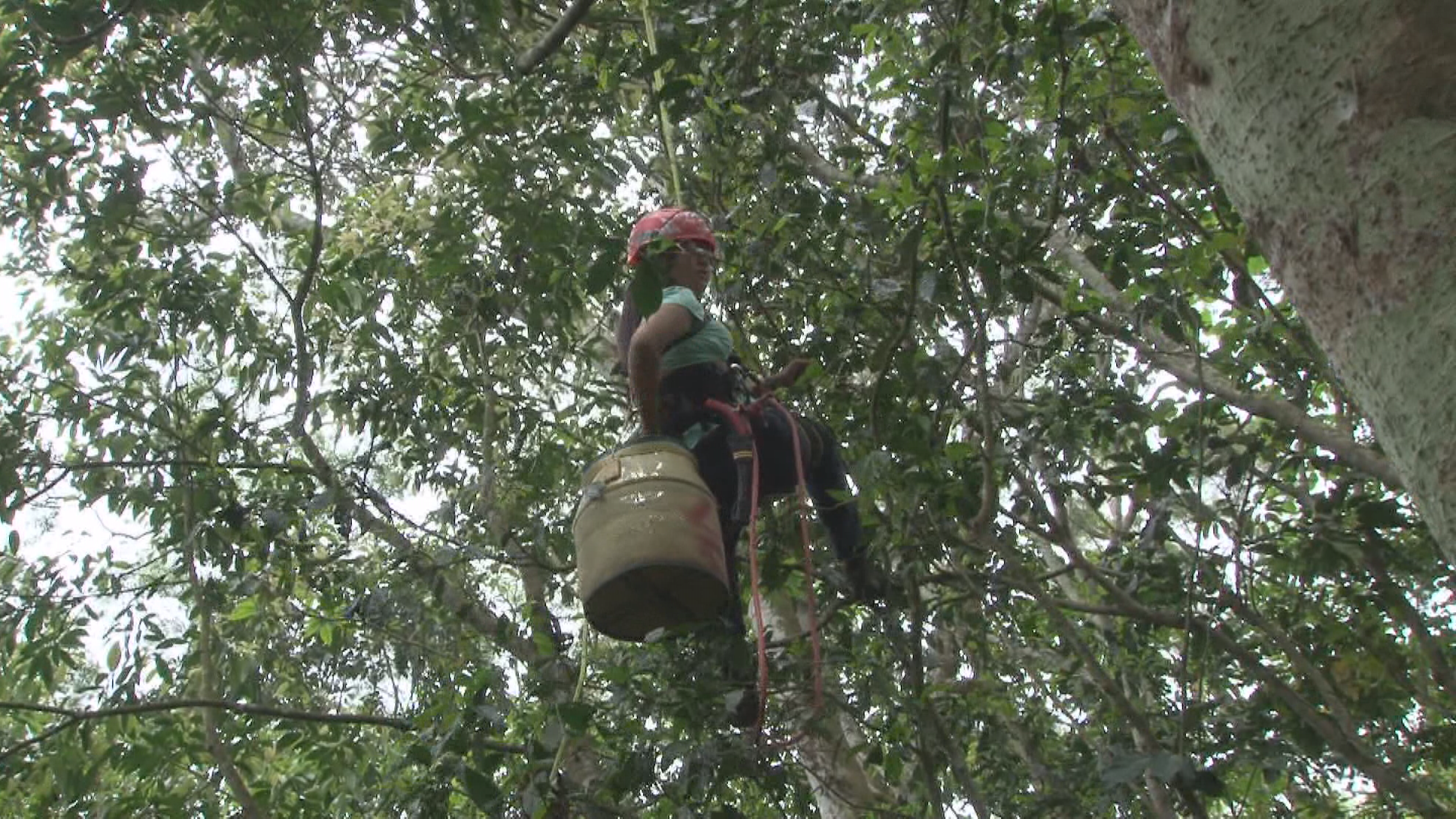 Pemanjat Pohon Assam Tea Memiliki Penghasilan Mencapai....