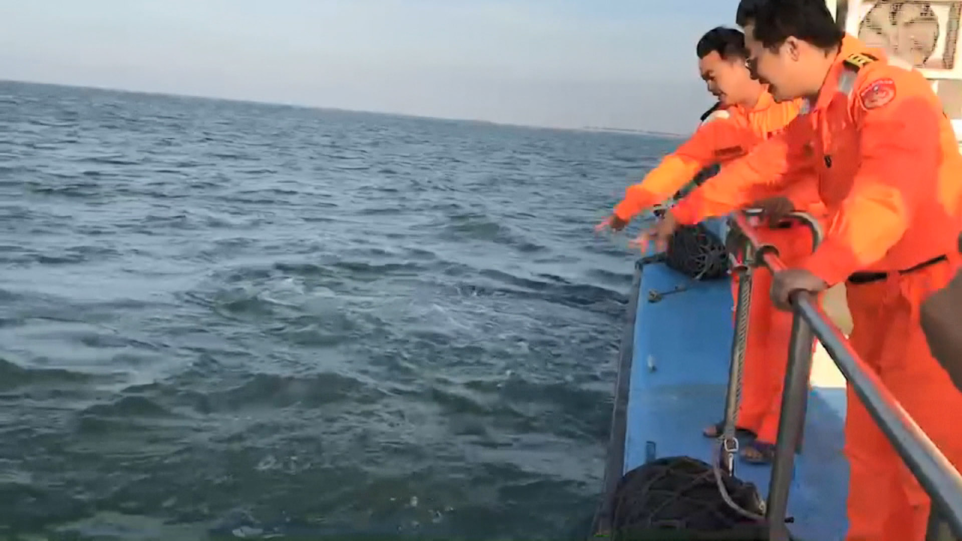 Panorama Ikan Lumba-Lumba Putih yang Menakjubkan