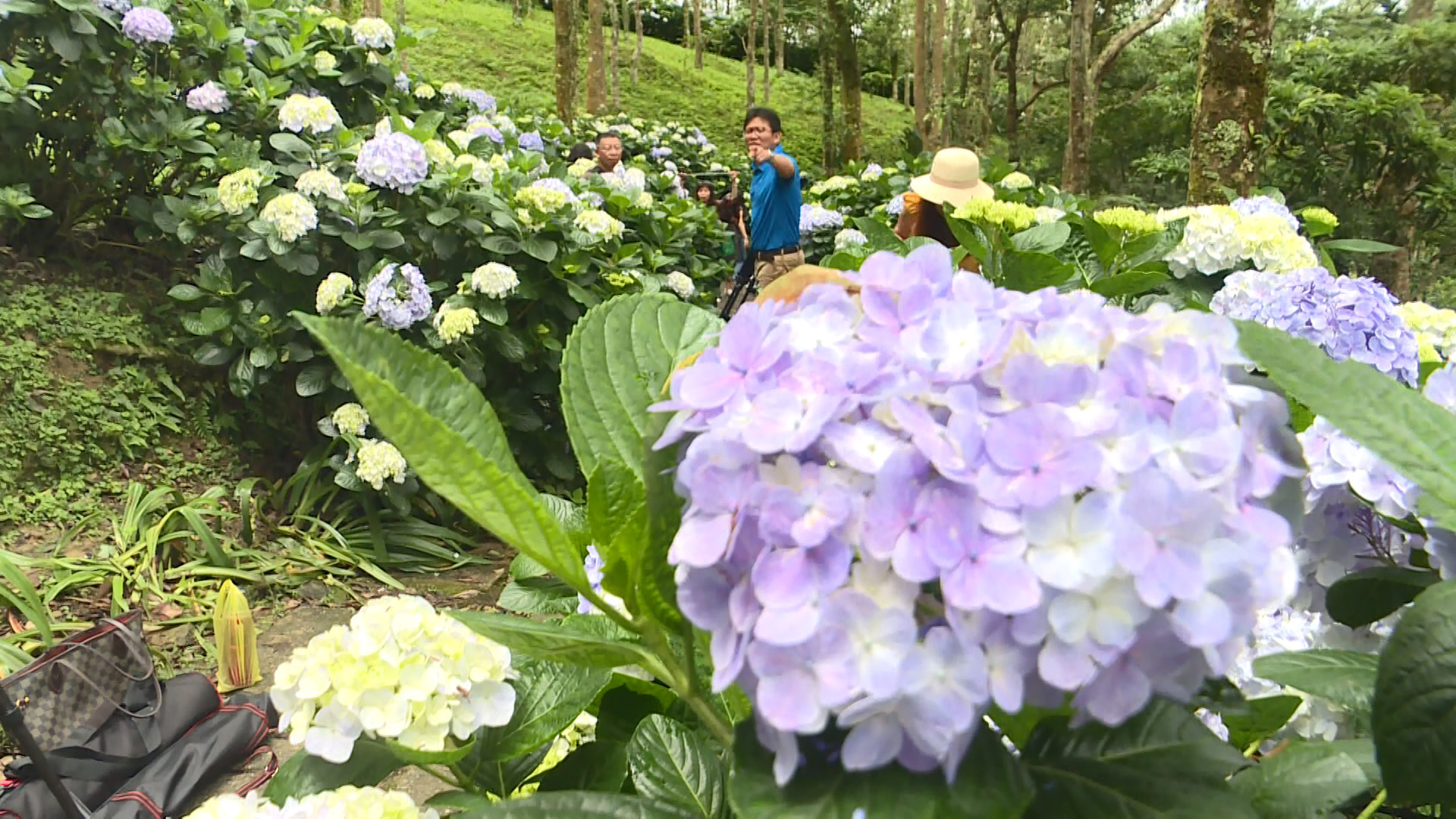 Wisata Bunga Hortensia di Jinzhen Mountain Taitung