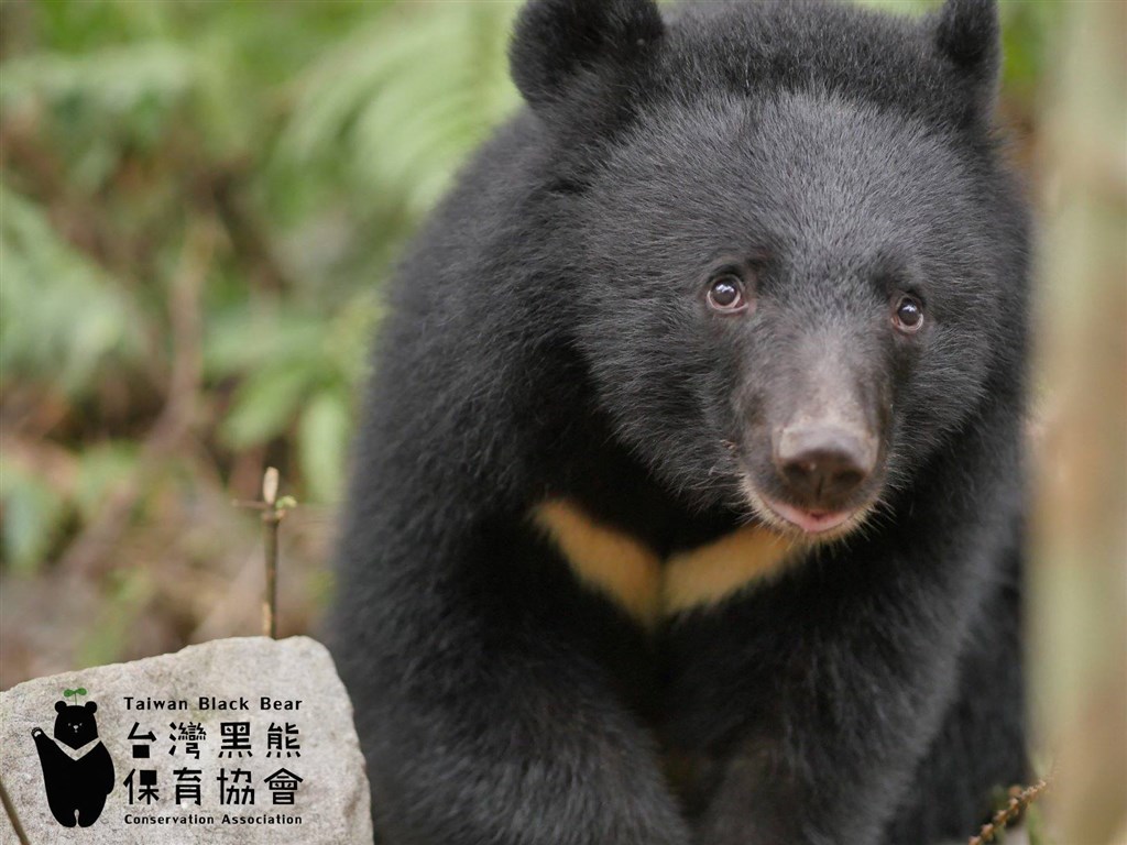 Beruang Hitam Formosa
