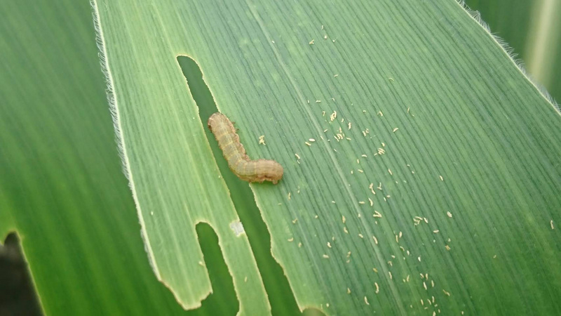 Cacing Fall Armyworm