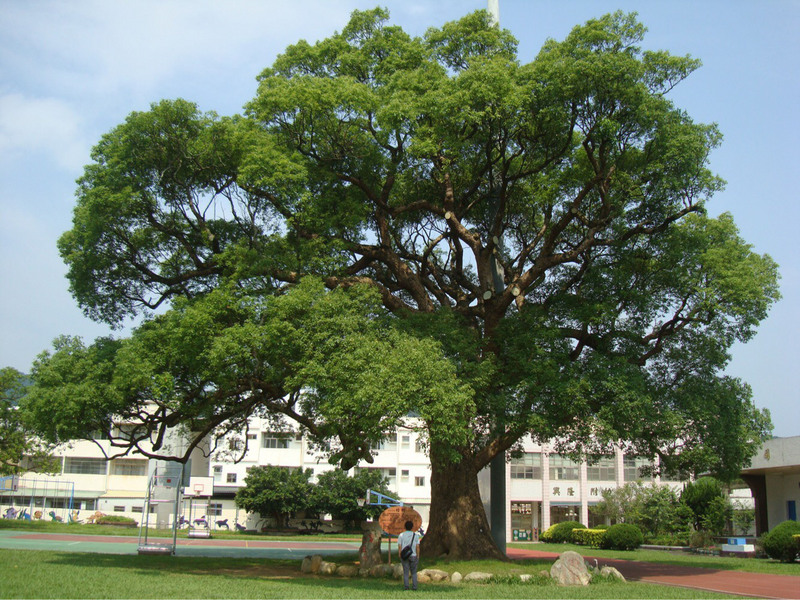 Pohon Rimbun