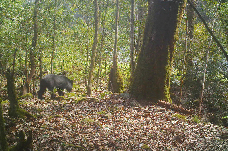 Beruang Hitam Formosa