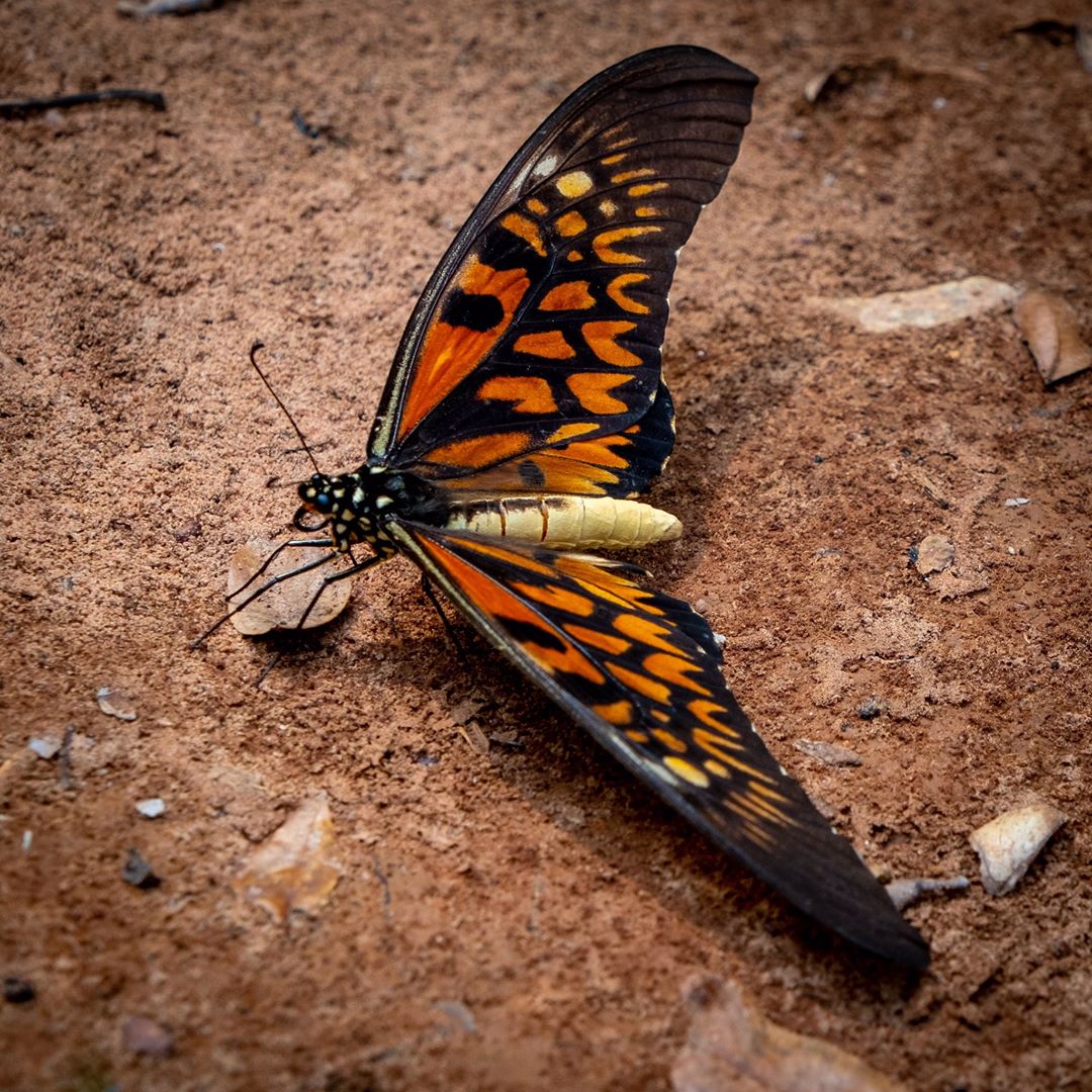 African Giant Swallowtail