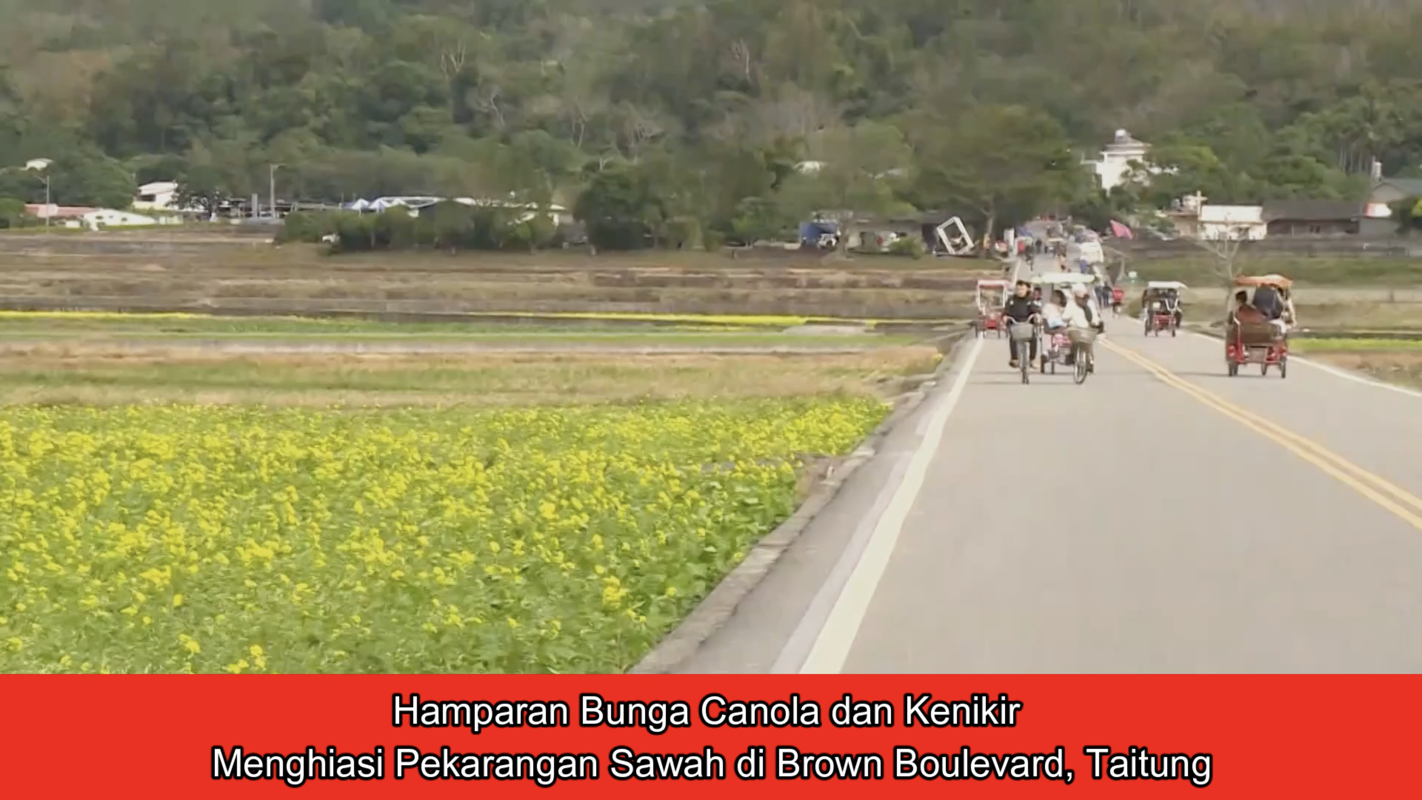 Hamparan Bunga Canola dan Kenikir Menghiasi Pekarangan Sawah...