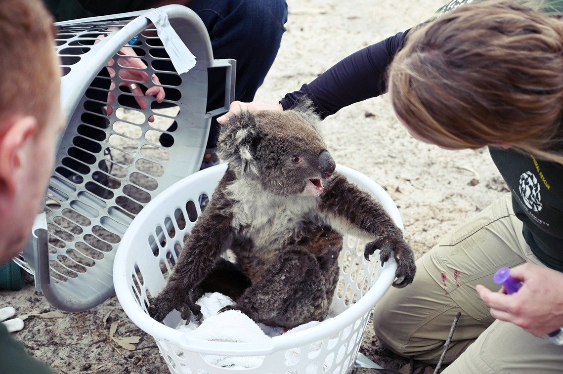 Galeri