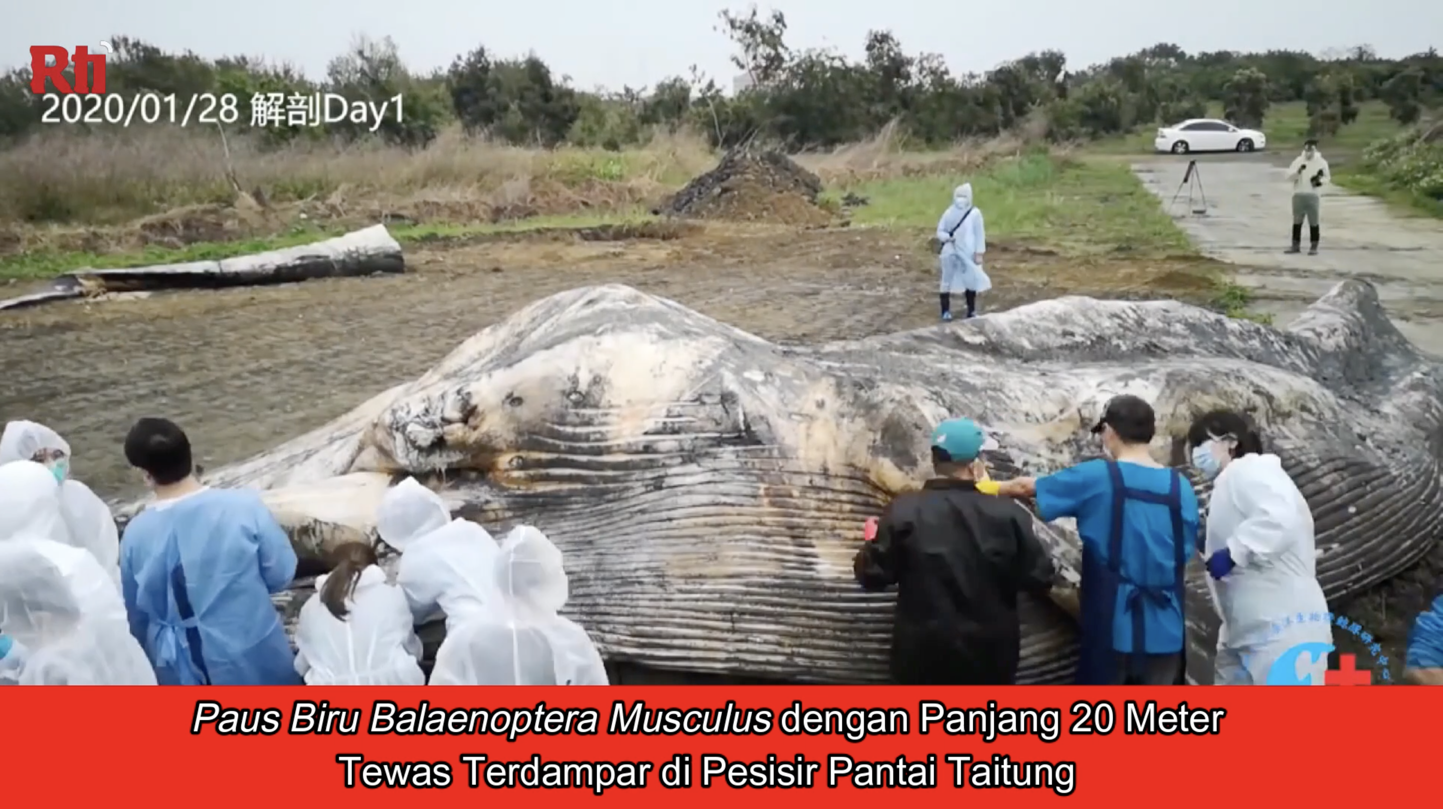 Paus Biru Balaenoptera Musculus dengan Panjang 20 Meter Tewas...