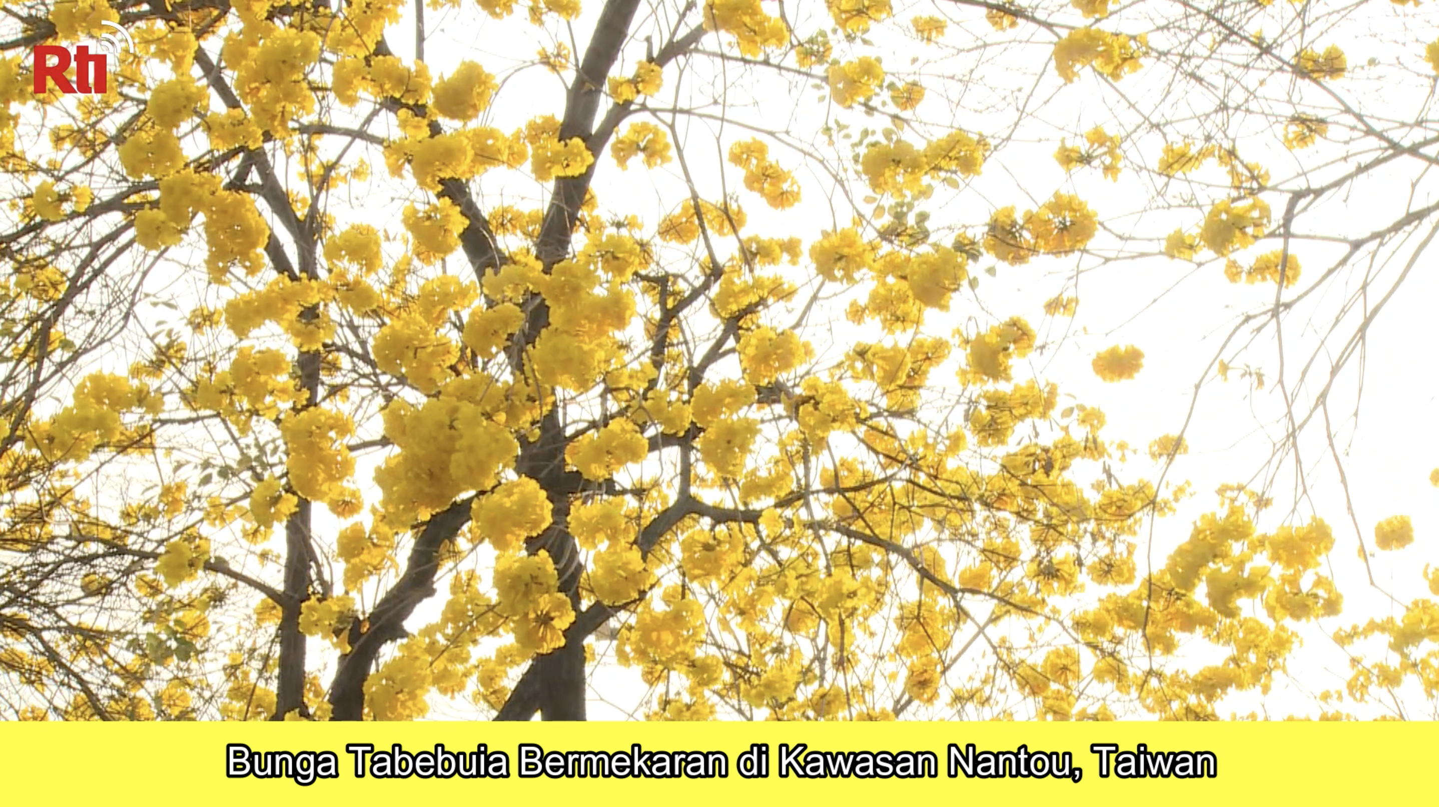 Bunga Tabebuia Bermekaran di Kawasan Nantou, Taiwan