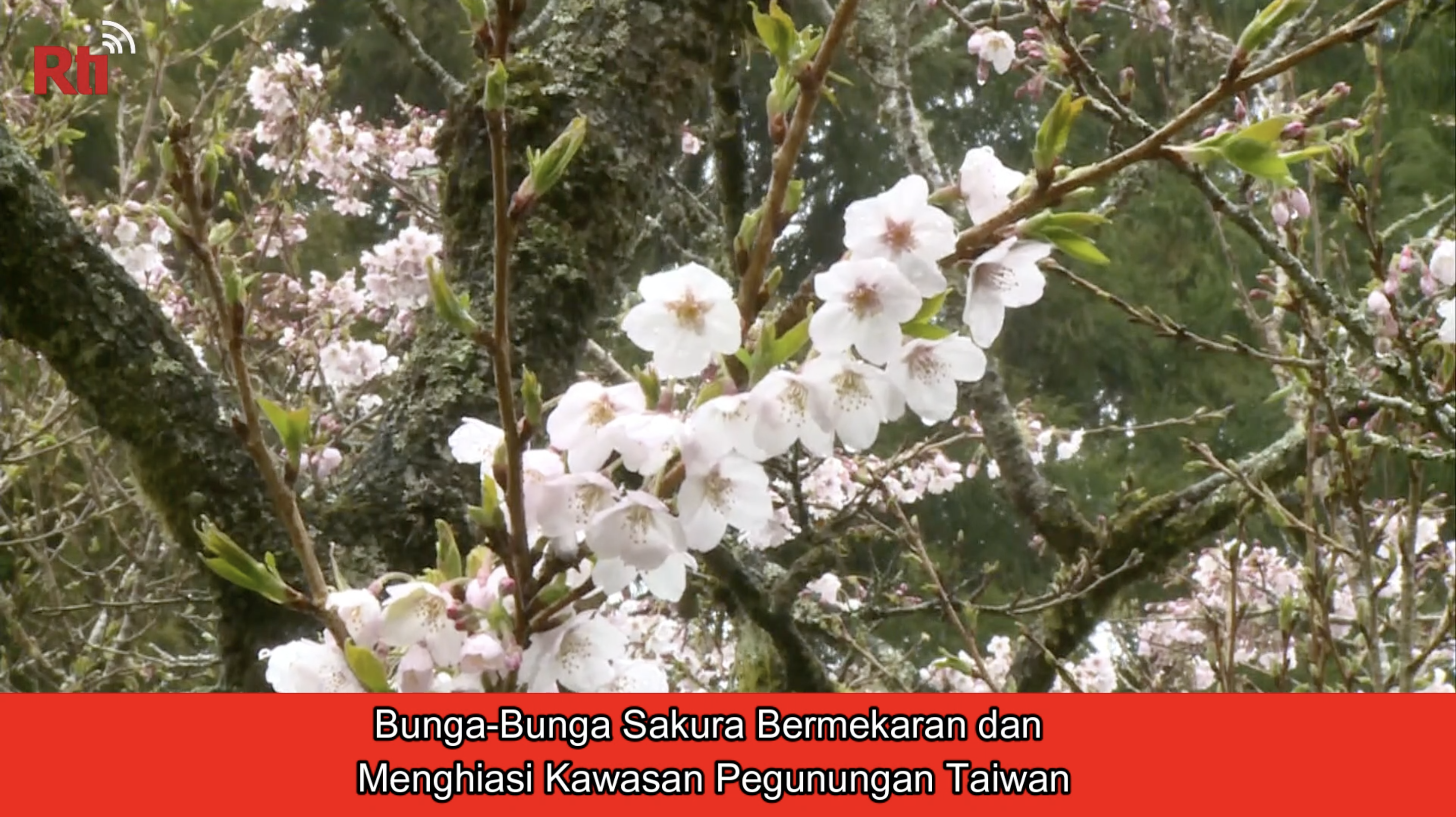 Bunga-Bunga Sakura Bermekaran dan Menghiasi Kawasan Pegunungan..