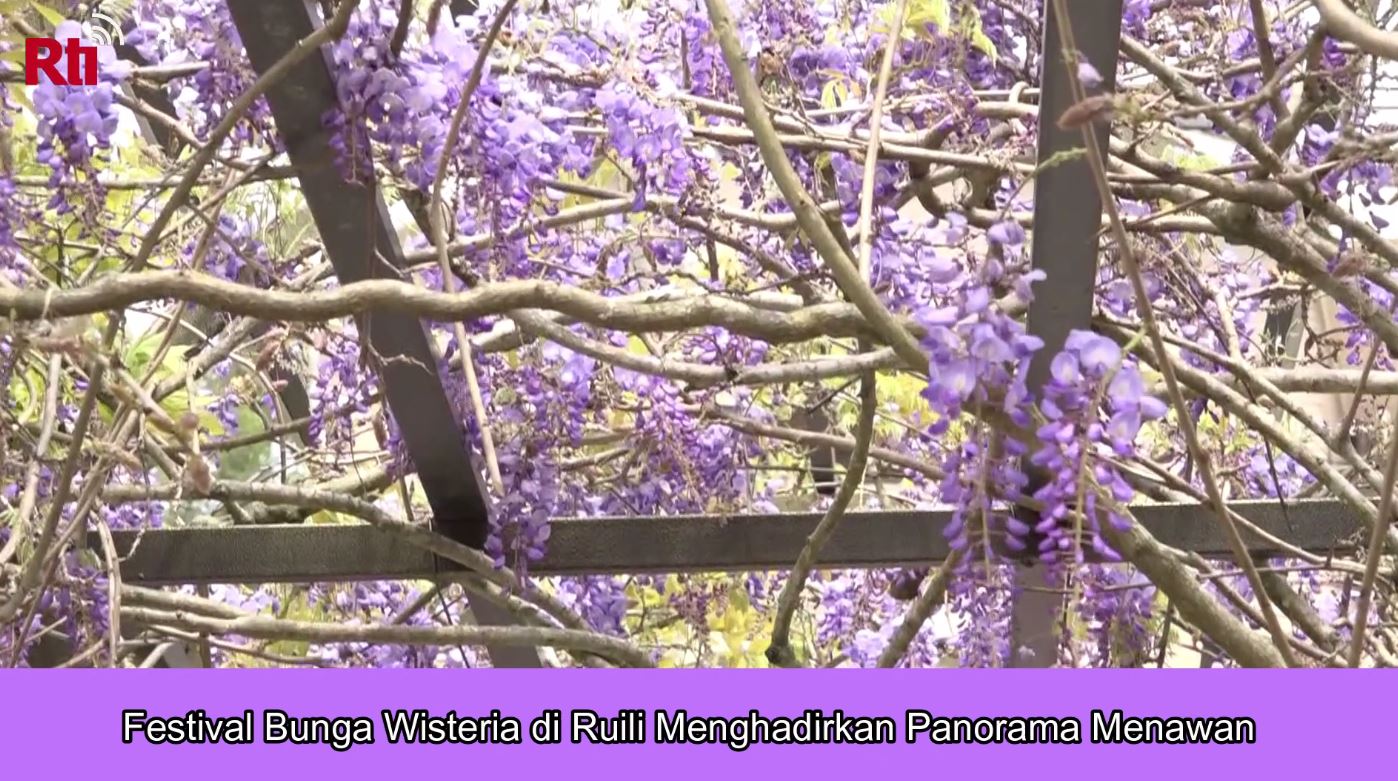 Festival Bunga Wisteria di Ruili Menghadirkan Panorama Menawan