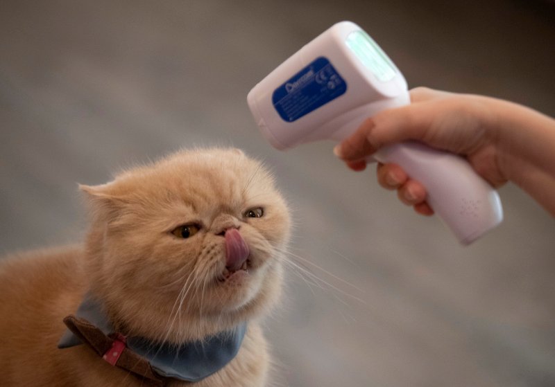 Kucing