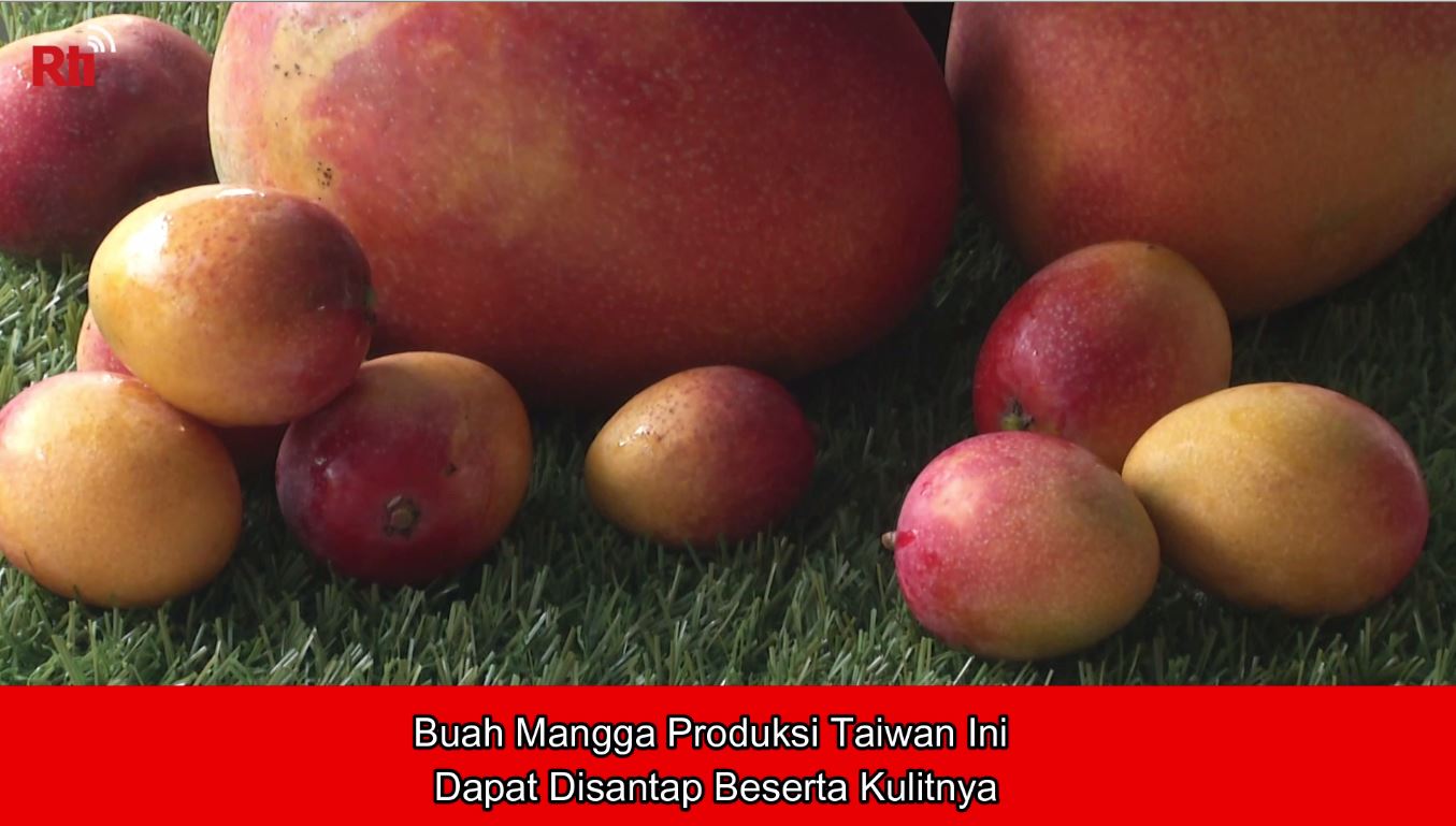 Buah Mangga Produksi Taiwan Ini dapat Disantap Beserta Kulitnya