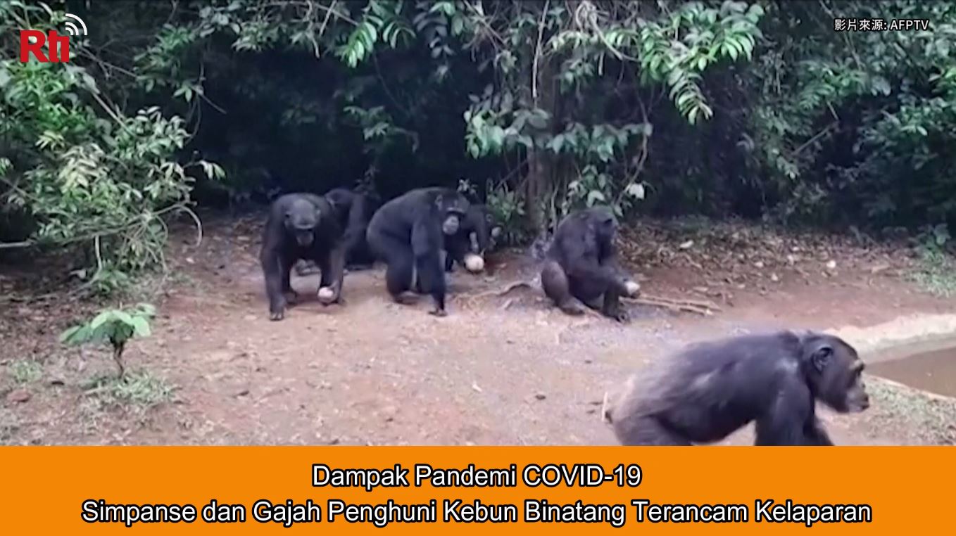 Dampak Pandemi COVID-19, Simpanse dan Gajah Penghuni Kebun...