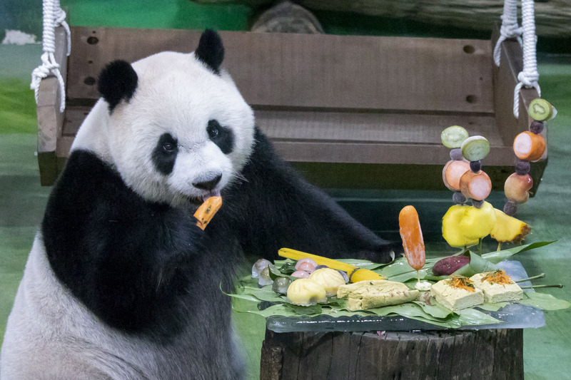 Panda