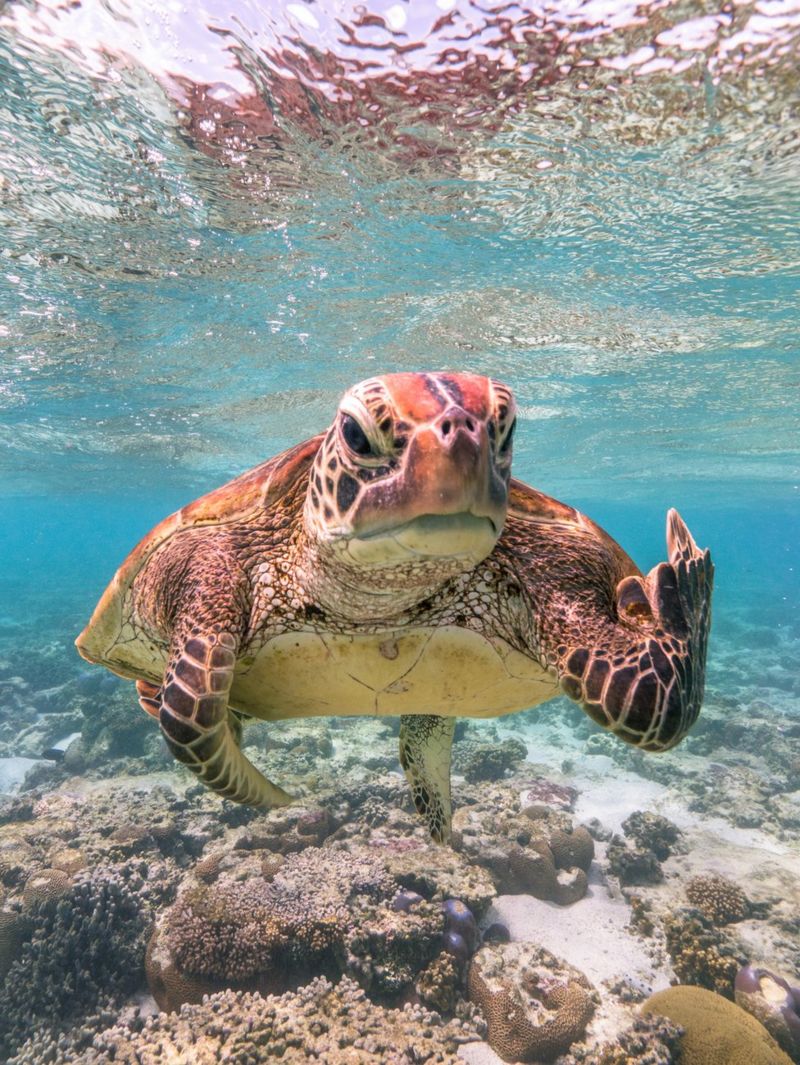 Comedy Wildlife Photography Awards