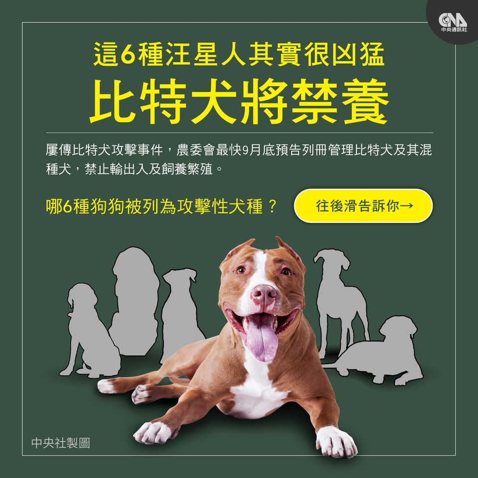 Pit Bull