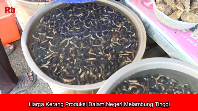 Harga Kerang Produksi Dalam Negeri Melambung Tinggi