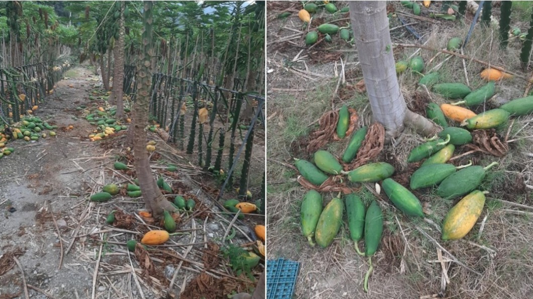 Petani