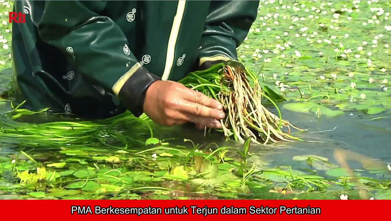 PMA Berkesempatan untuk Terjun dalam Sektor Pertanian