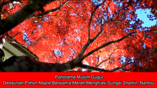 Panorama Musim Gugur, Dedaunan Pohon Maple Berwarna Merah Menghiasi Sungai Shanlin, Nantou
