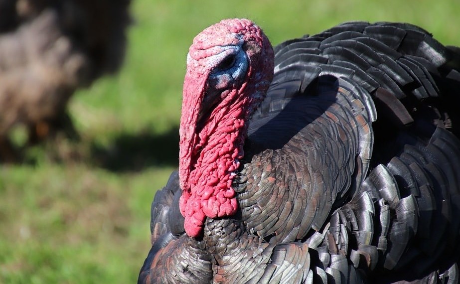 H5N8
