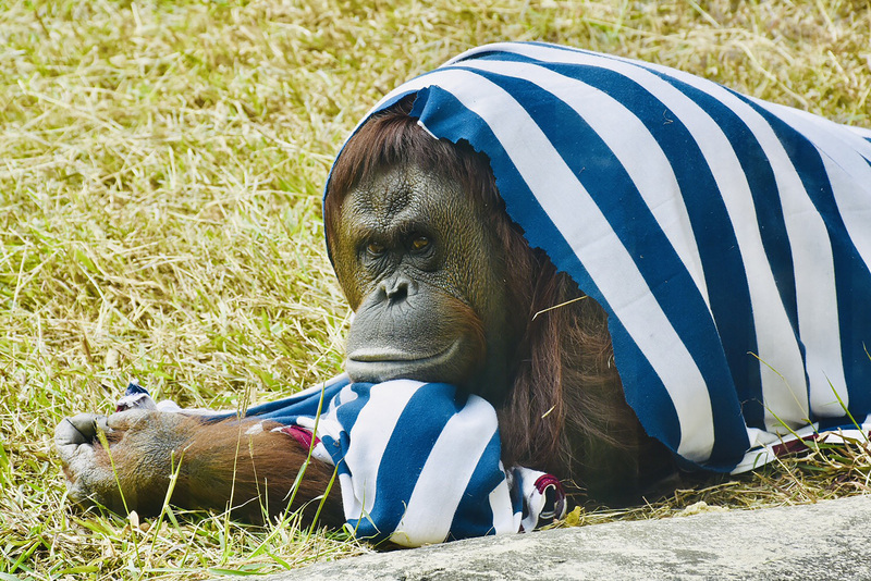 Hawa Dingin