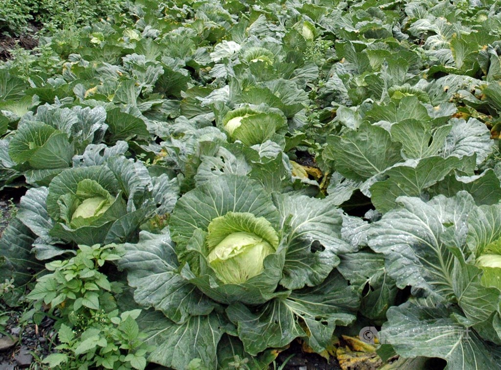 Sayur-Sayuran