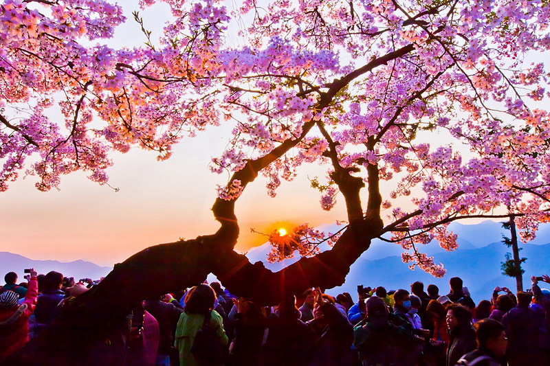 Sakura