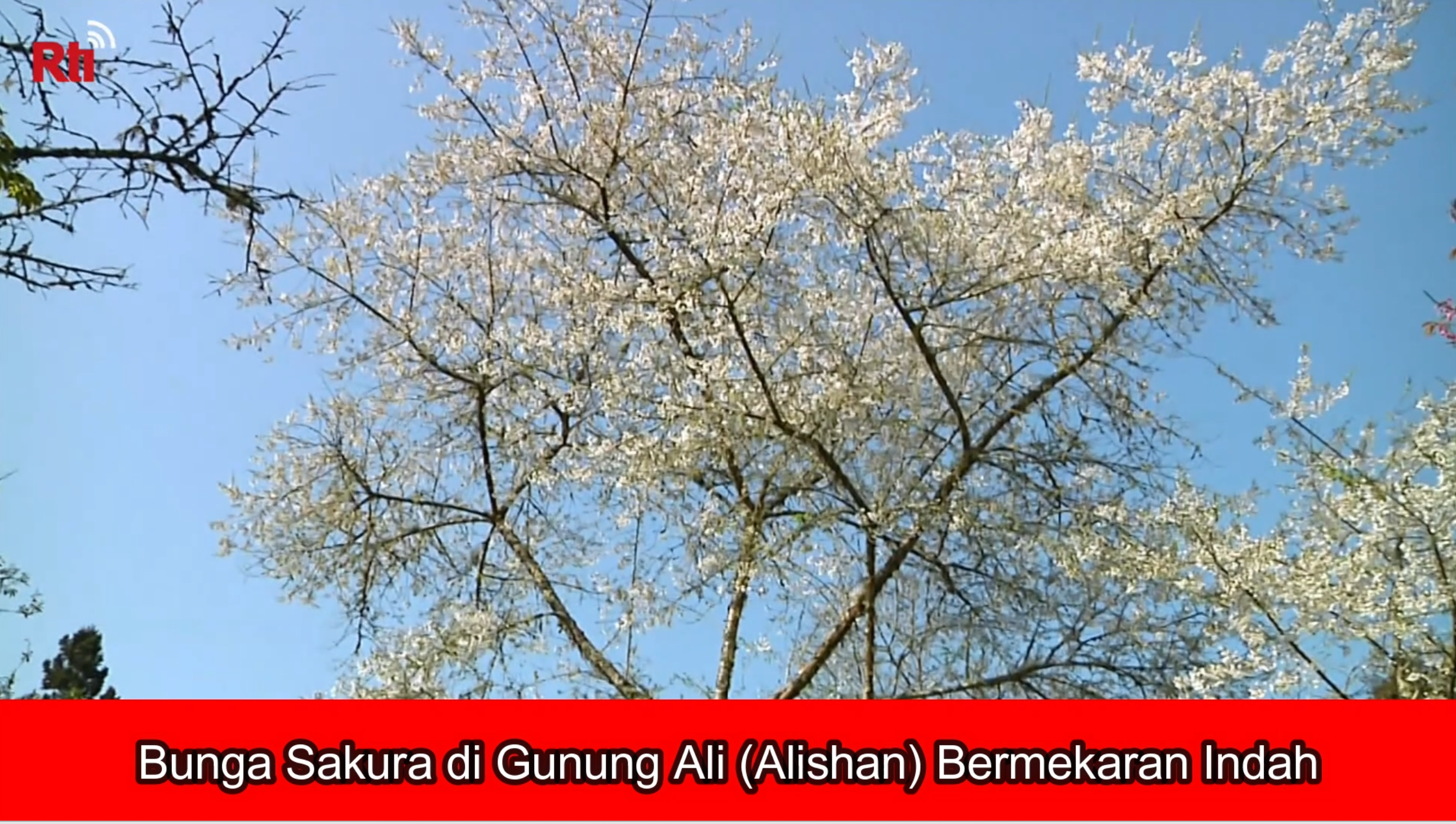 Bunga Sakura di Gunung Ali (Alishan) Bermekaran Indah