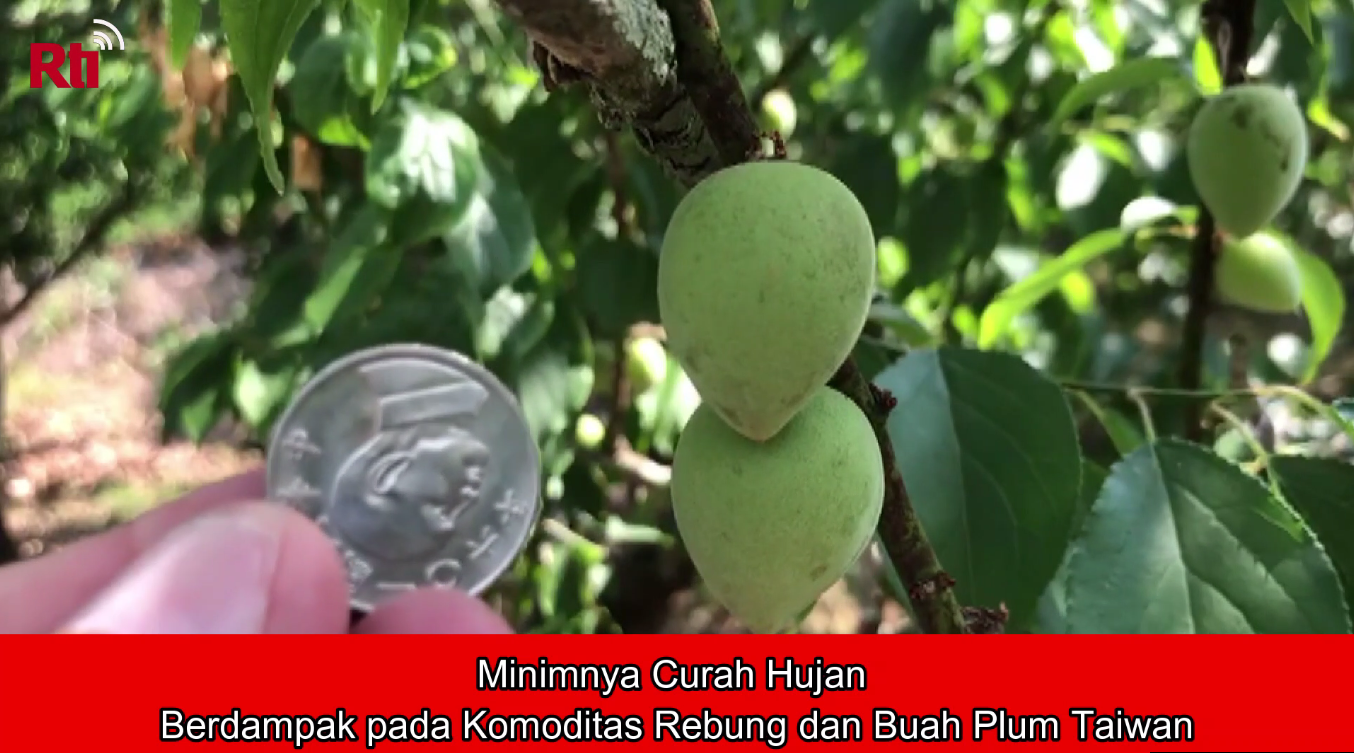 Minimnya Curah Hujan Berdampak pada Komoditas Rebung dan Buah Plum Taiwan