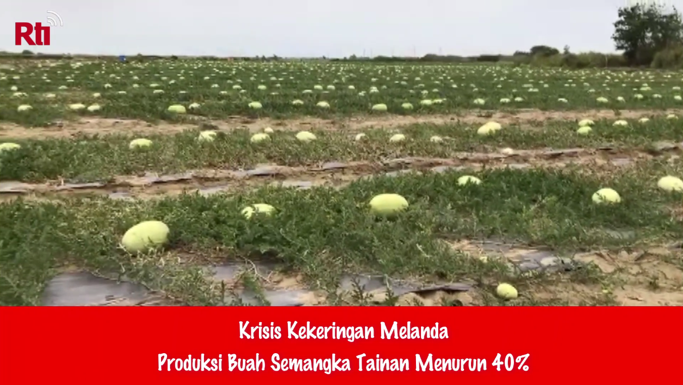 Krisis Kekeringan Melanda, Produksi Buah Semangka Tainan Menurun 40%
