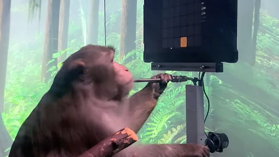 Seekor Monyet Bermain Game dengan Kekuatan Pikiran