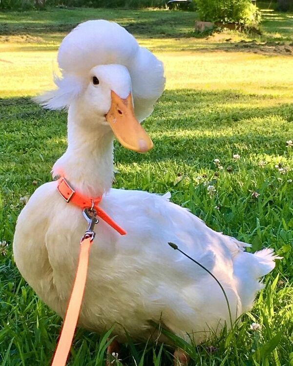 Bebek