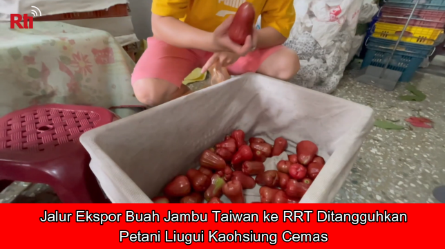 Jalur Ekspor Buah Jambu Taiwan ke RRT Ditangguhkan, Petani Liugui Kaohsiung Cemas