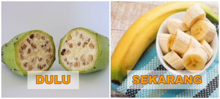 Tahukah Anda