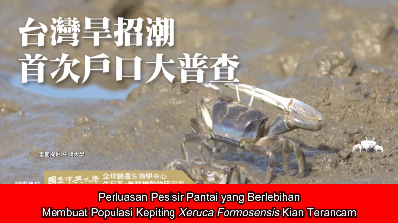 Perluasan Pesisir Pantai yang Berlebihan, Membuat Populasi Kepiting Xeruca Formosensis Kian Terancam