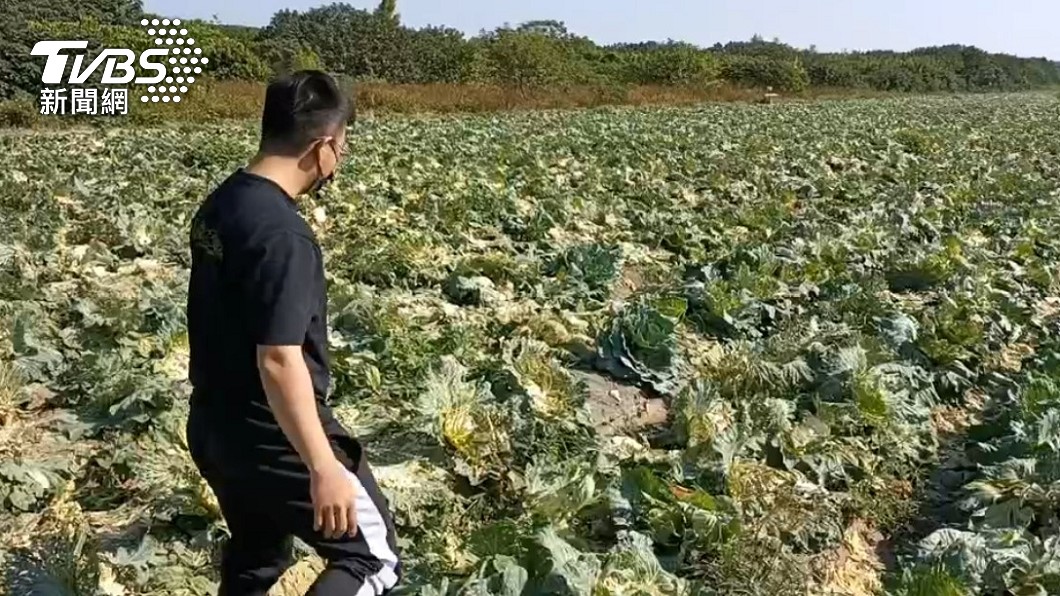 Ladang Kubis