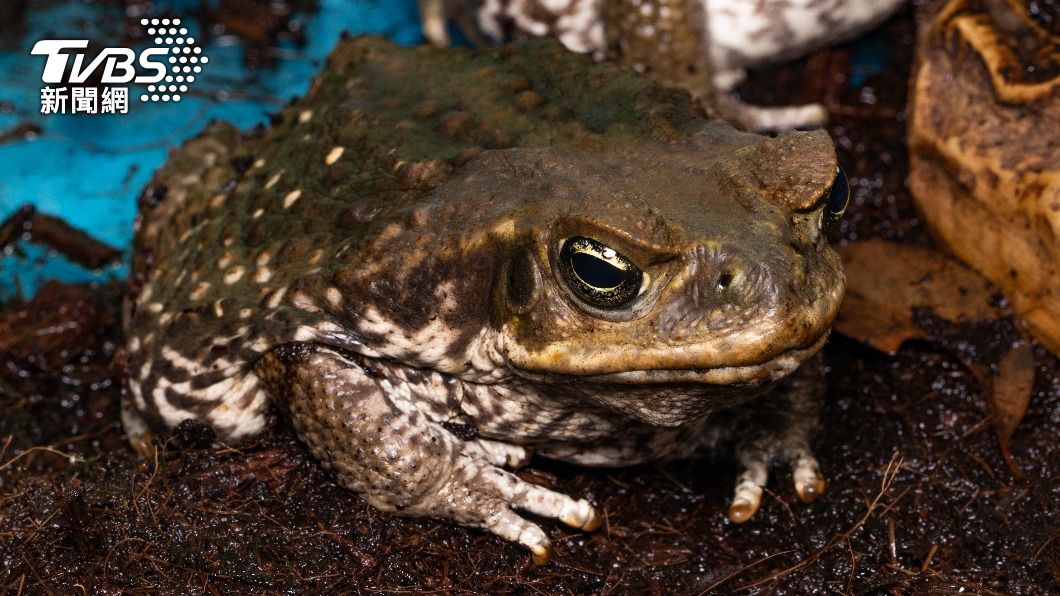 Rhinella Marinus