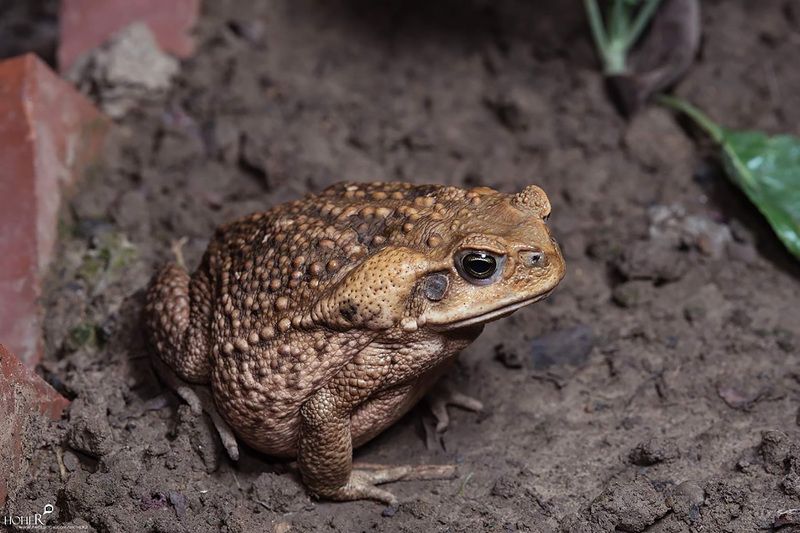 Katak Tebu