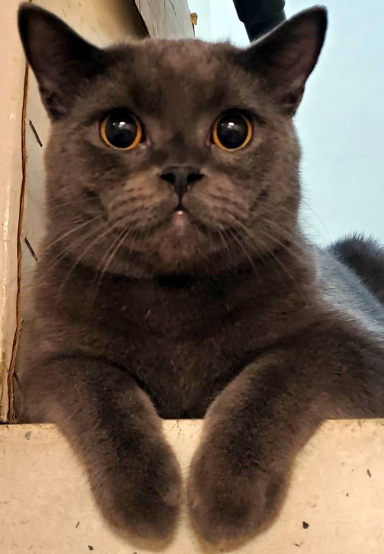 Kucing Kesayangan