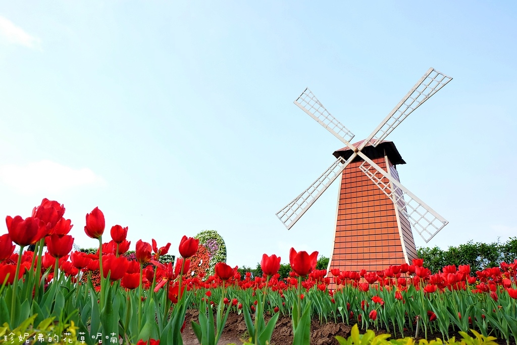 Bunga Tulip