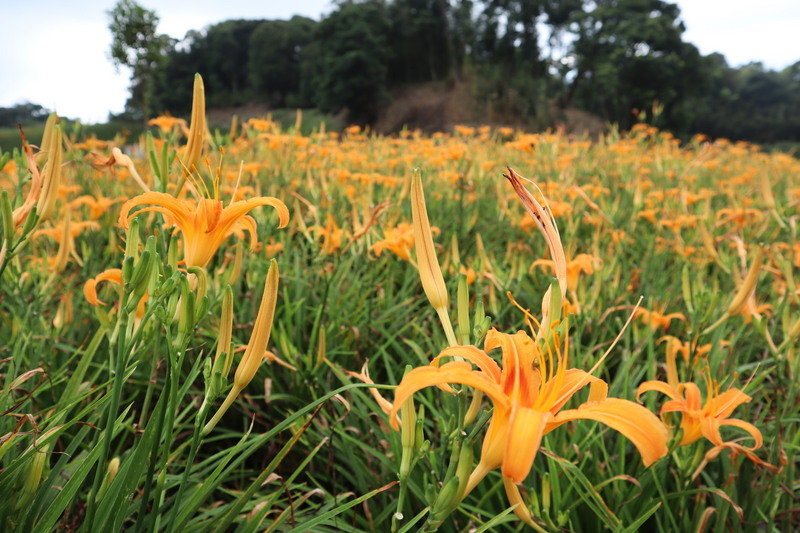 Hemerocallis Citrina
